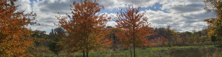 Wooded hiking trail, trees in Autumn bloom